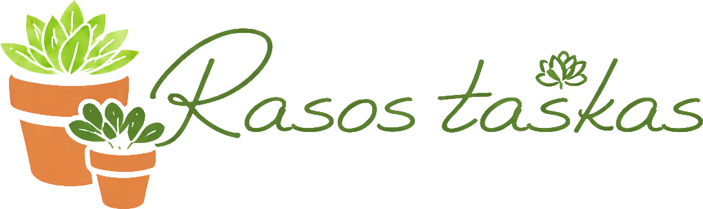 Rasos taškas
